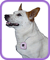 The Petometer, the only pedometer specifically designed to work on animals