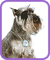 The Petometer, the only pedometer specifically designed to work on animals